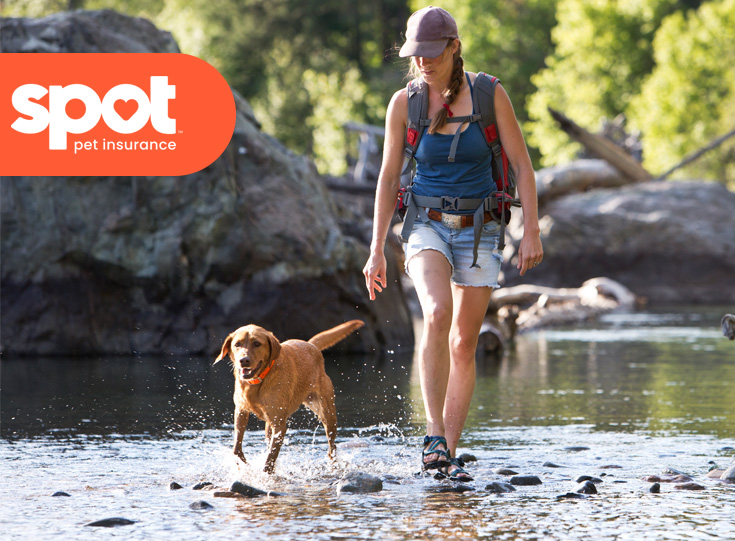 Woman walking dog in stream Woman walking dog in stream